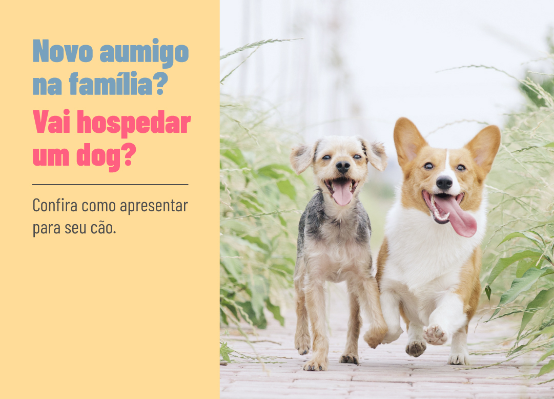 Como apresentar e acostumar dois cães